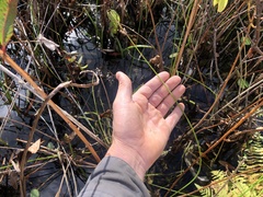 Schoenoplectus torreyi