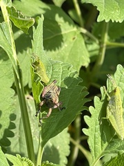 Sphenarium purpurascens