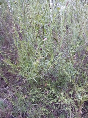 Agalinis heterophylla