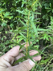 Euthamia leptocephala