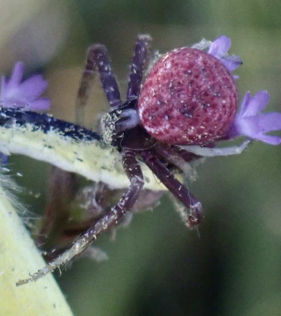 Mecaphesa from Eupora, MS, US on September 27, 2022 at 0601 PM by