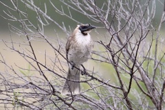 Philemon corniculatus