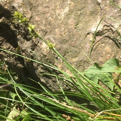 Carex spicata