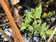 Bidens discoidea