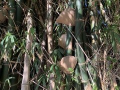 Bambusa beecheyana