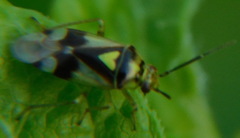 Orthops campestris