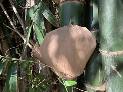 Bambusa beecheyana