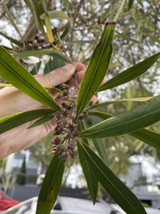 Tristaniopsis laurina