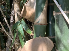 Bambusa beecheyana