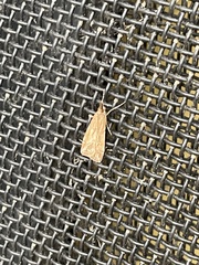 Achyra affinitalis