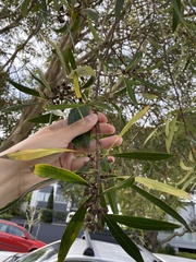 Tristaniopsis laurina