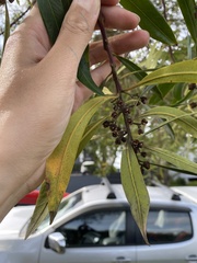 Tristaniopsis laurina