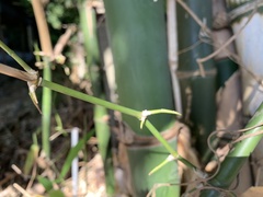 Bambusa beecheyana
