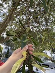 Tristaniopsis laurina