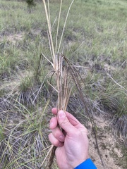 Ammophila breviligulata