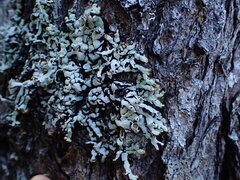 Hypogymnia enteromorpha