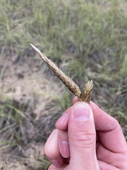 Ammophila breviligulata