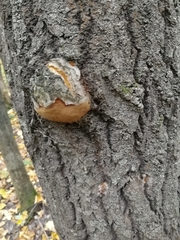 Phellinus tremulae