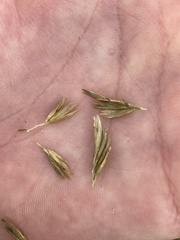 Ammophila breviligulata