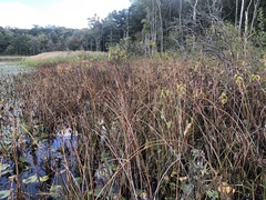 Schoenoplectus torreyi