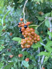 Citharexylum berlandieri