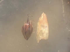 Schoenoplectus torreyi