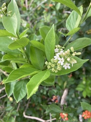 Citharexylum berlandieri