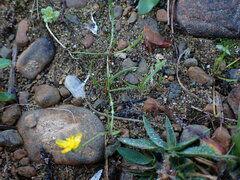 Ranunculus flammula