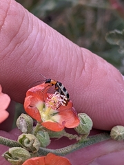 Paranapiacaba tricincta