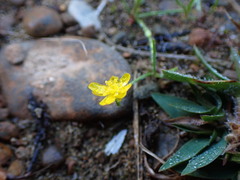 Ranunculus flammula