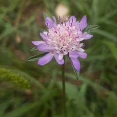 Sixalix atropurpurea