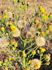 Heterotheca grandiflora