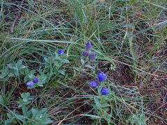 Gentiana sceptrum