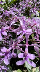 Epidendrum amplum