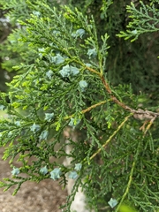 Cupressaceae