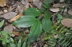 Cinnamomum verum
