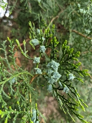 Cupressaceae