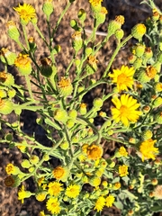 Heterotheca grandiflora