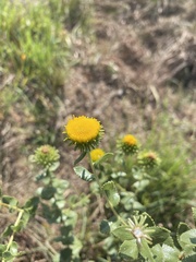 Grindelia