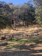 Meleagris gallopavo