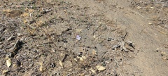 Eriastrum sapphirinum sapphirinum