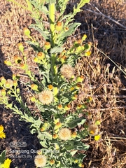 Heterotheca grandiflora