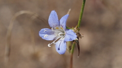 Eriastrum sapphirinum sapphirinum