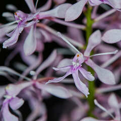 Epidendrum amplum