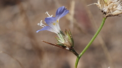 Eriastrum sapphirinum sapphirinum