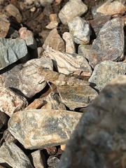 Sphingonotus corsicus