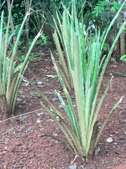 Aloe vera