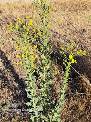 Heterotheca grandiflora