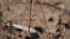 Eriastrum sapphirinum sapphirinum