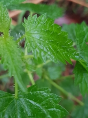 Urtica incisa
